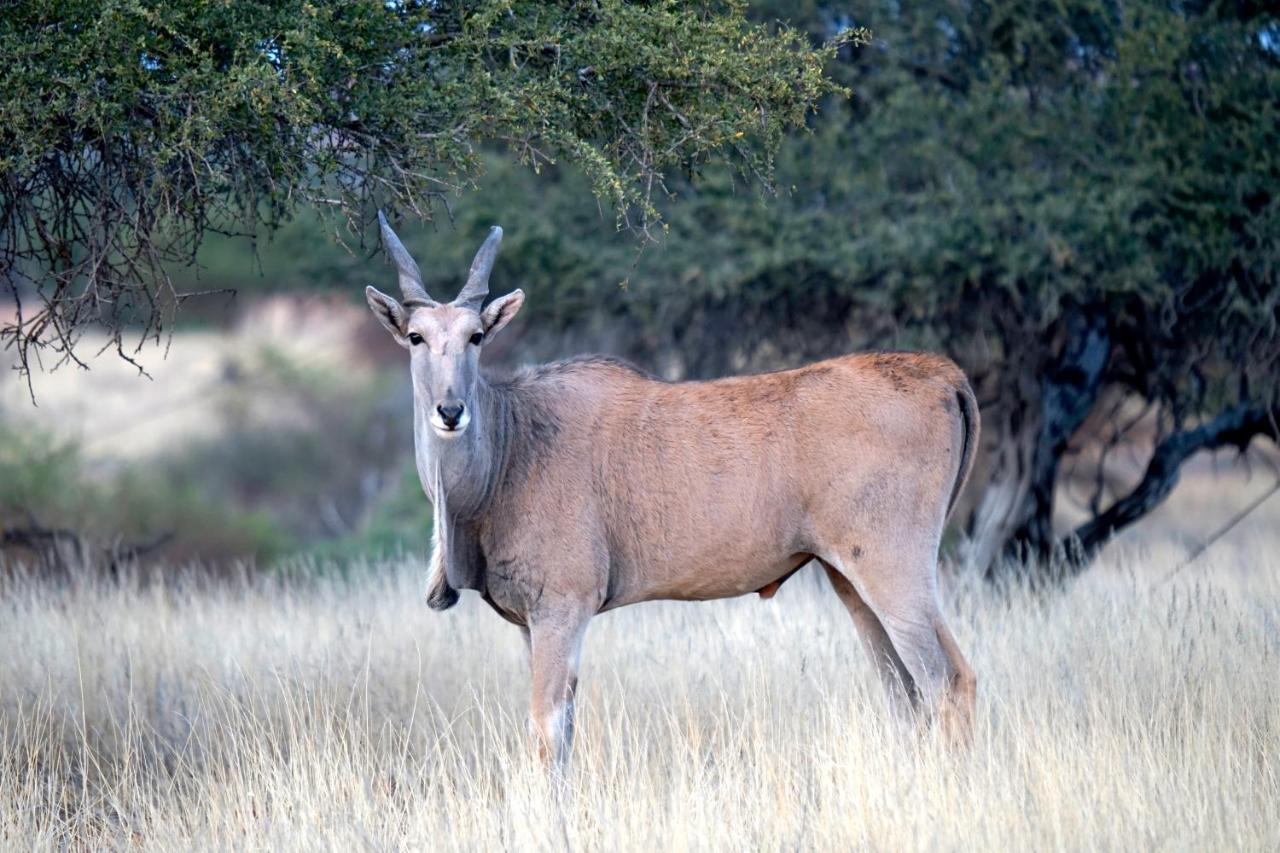 Jansen Kalahari Guest Farm Villa Hoachanas Luaran gambar