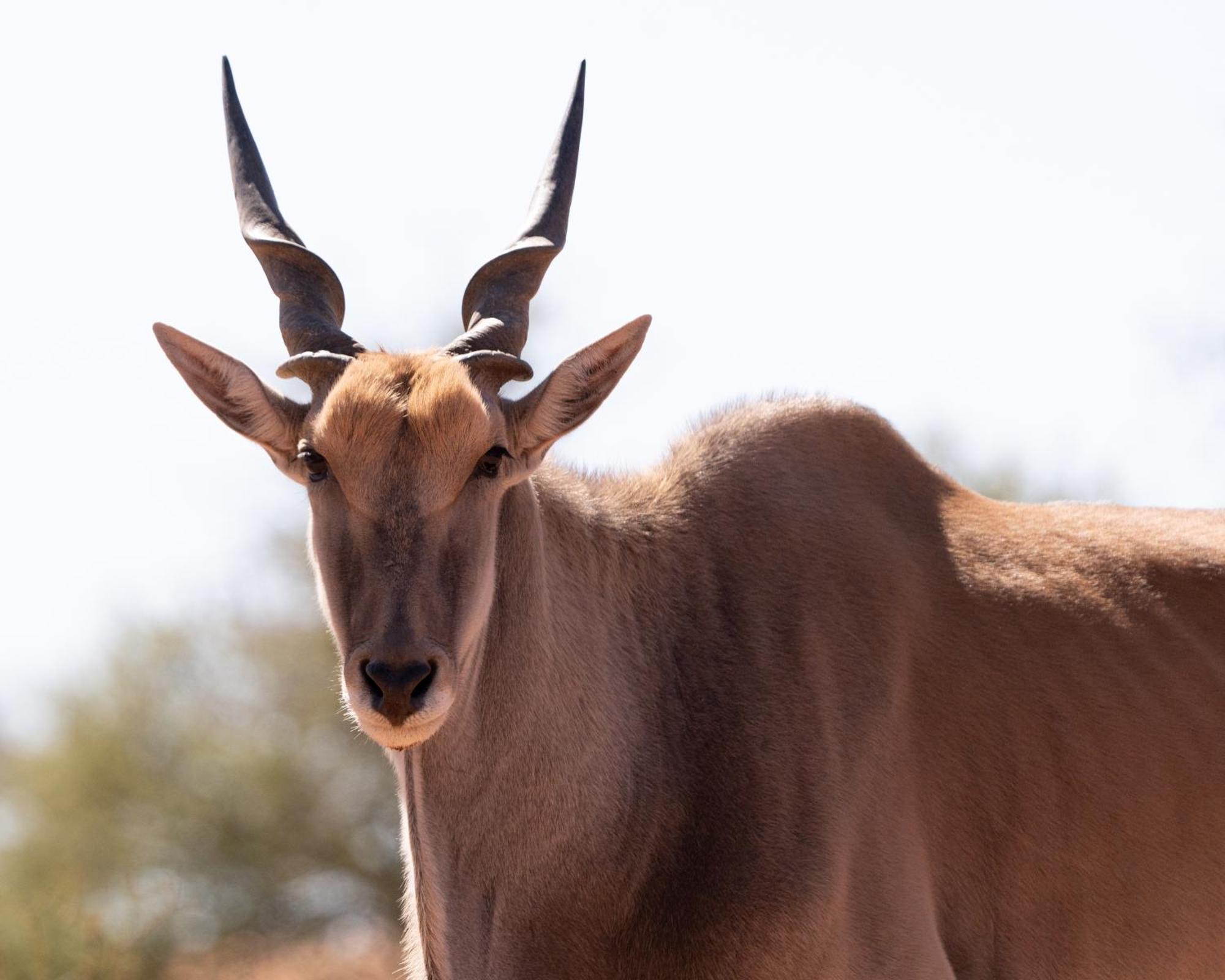 Jansen Kalahari Guest Farm Villa Hoachanas Luaran gambar